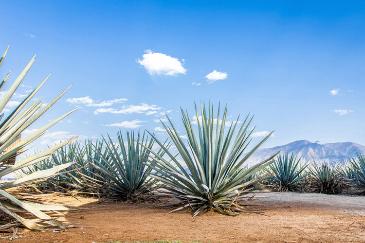 agave-century-plant