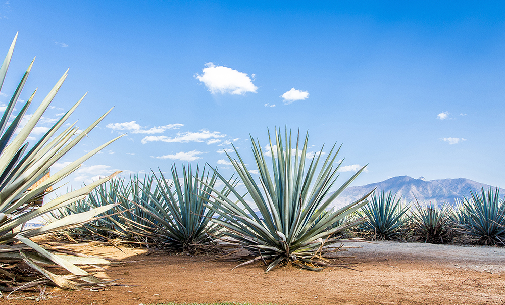 agave-century-plant